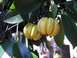 Fruit for cooking by sahadk, Photography->Food/Drink gallery