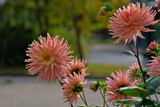 Dahlias on Friday by Ramad, photography->flowers gallery