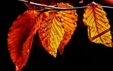 Leaves Are Turning by bfrank, photography->nature gallery