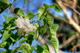 Morning Lilacs by chadwik05, photography->flowers gallery