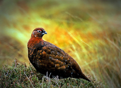 Click here to view at full resolution.