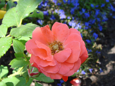 Click here to view at full resolution.