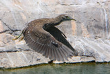 Extending Juvie by legster69, Photography->Birds gallery
