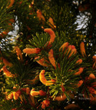 Pine Blossoms by vangoughs, photography->general gallery