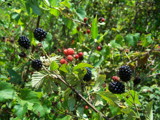 Blackberries by Mvillian, Photography->Nature gallery