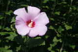 Hibiscus Syriacus by dleuty, Photography->Macro gallery