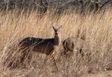 Grazing by Pistos, photography->animals gallery