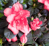 Winter Azalea by trixxie17, photography->flowers gallery