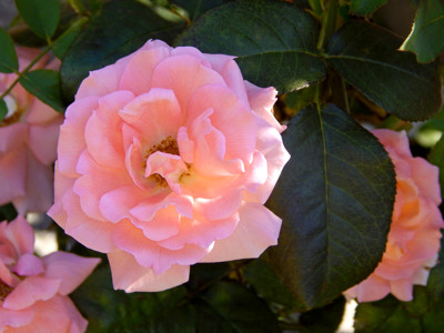 Click here to view at full resolution.