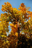 King For A Day by vangoughs, photography->nature gallery