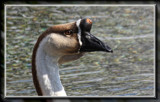 African Goose by Jimbobedsel, photography->birds gallery