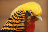 Golden Pheasant by Paul_Gerritsen, Photography->Birds gallery