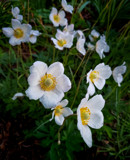 Snowdrop Anemone by Pistos, photography->flowers gallery