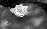 B&amp;W Lily Pad by jdinvictoria, Photography->Flowers gallery