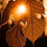 Leave and sun. by toetsie, photography->nature gallery Leave and sun. by toetsie, photography->nature gallery