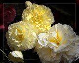 Buttery Begonias by LynEve, photography->flowers gallery