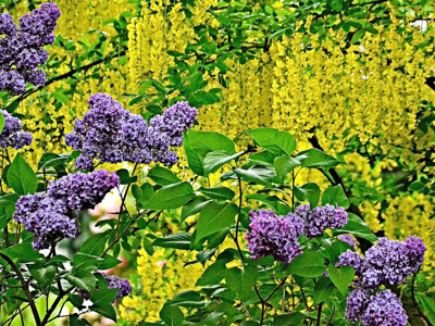 Click here to view at full resolution.