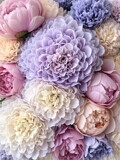 Pastel Peonies by danika, computer-> a.i. gallery