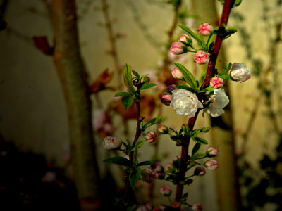 Click here to view at full resolution.