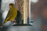 Green Finch by Ramad, photography->birds gallery