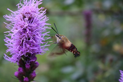 Click here to view at full resolution.