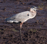 Plumb Disgusted by PatAndre, photography->birds gallery