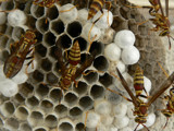 Yellow Jackets by Mvillian, photography->insects/spiders gallery