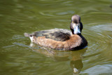 Angry Duck by Ramad, photography->birds gallery