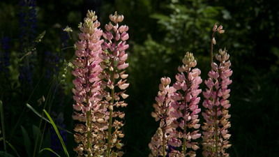 Click here to view at full resolution.