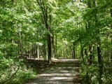 Forest Highway by babweiser, photography->landscape gallery