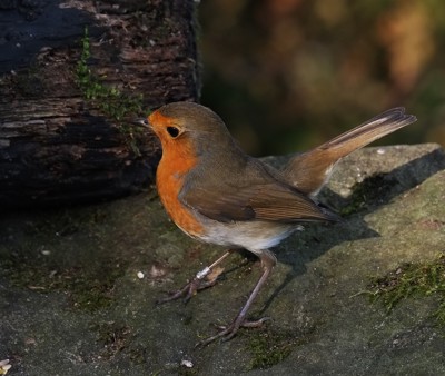 Click here to view at full resolution.