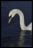 Swan study II by Mauntnbeika, Photography->Birds gallery