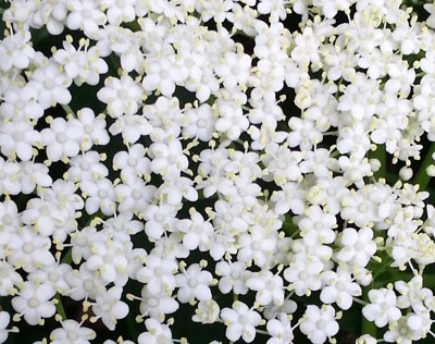 Click here to view at full resolution.