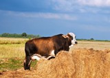 The Whole Cow And Nothing But The Cow by PatAndre, Photography->Animals gallery