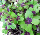 For St. Patricks Day by trixxie17, holidays gallery