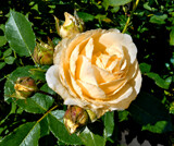 Yellow Floribunda by trixxie17, photography->flowers gallery
