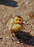 The not so ugly duckling by biffobear, photography->birds gallery