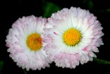 Gerberas - Pinky sisters by elektronist, photography->flowers gallery