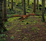 Swoop by biffobear, photography->birds gallery