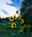 Wild Sunflowers by Pistos, photography->flowers gallery