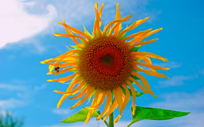 Click here to view at full resolution.