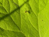 Eating Breakfast by sunny184, photography->insects/spiders gallery