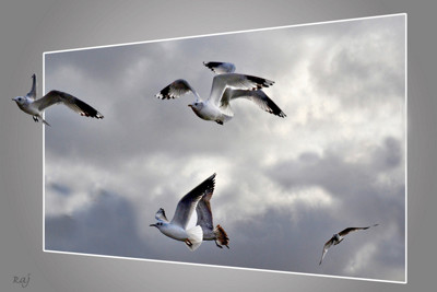 Click here to view at full resolution.