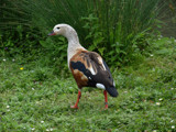 Orinoco Goose #2 by gonedigital, photography->birds gallery