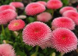 Bellis perennis by mausi2541, photography->flowers gallery