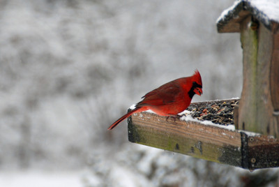 Click here to view at full resolution.