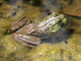 Mrs. Kermit by rahto, Photography->Reptiles/amphibians gallery