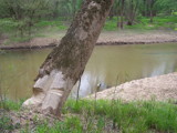 beaver work by Mvillian, Photography->Landscape gallery