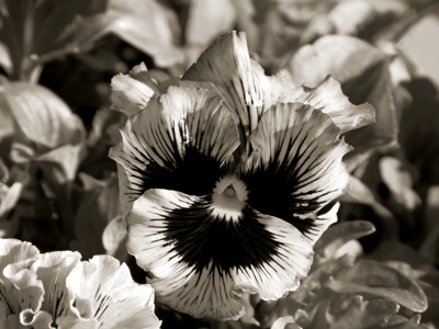 Click here to view at full resolution.