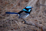 Blue Wren by flanno2610, photography->birds gallery